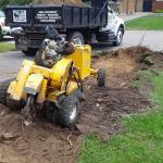 Stump grinding.