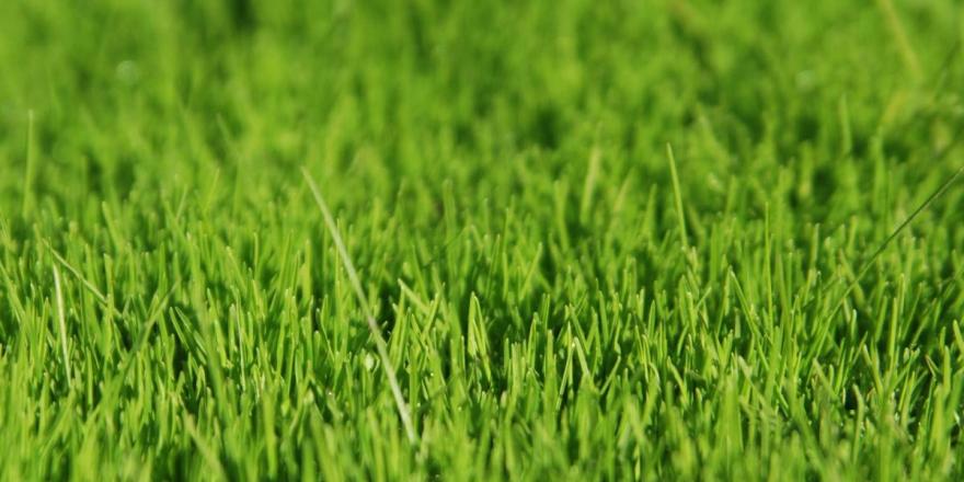 Lawn with lush thick new grass. Lush thick new sod.