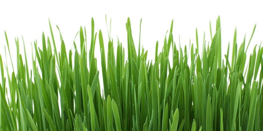 Lush green grass against a white background.