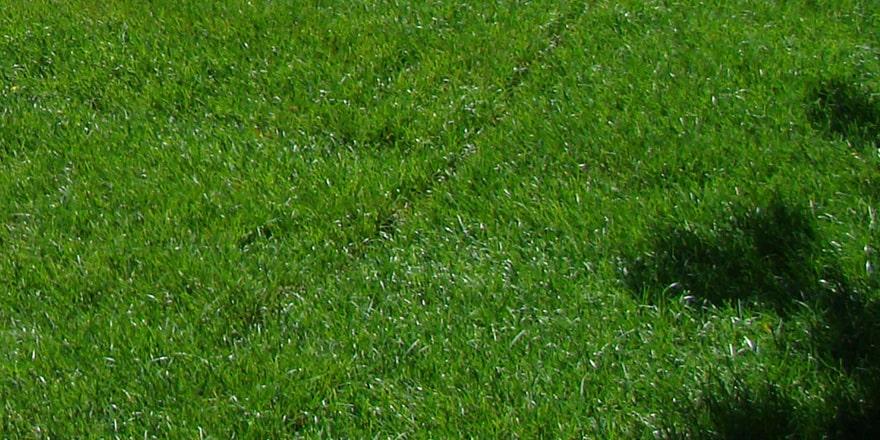 Lush green lawn with new sod.