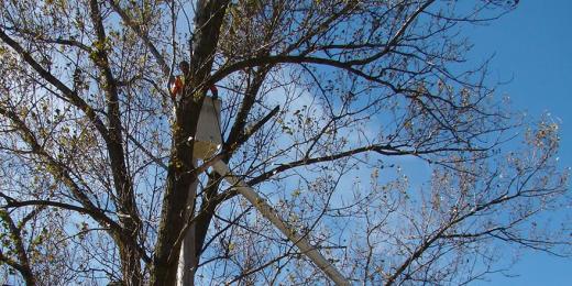 Man in a cherry picker trimming a large tree.